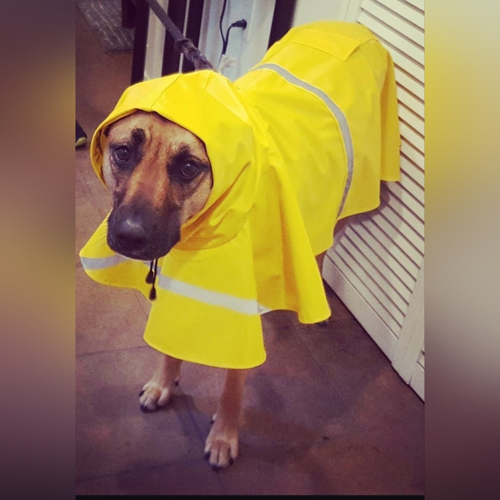 Classic Yellow Doggy Rain Coat